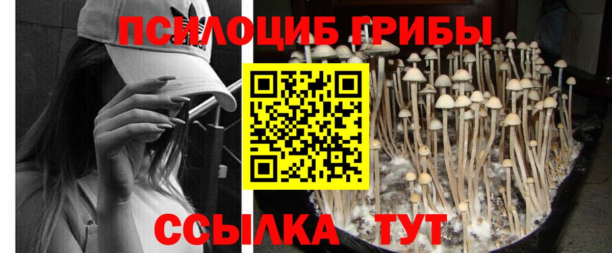 Псилоцибиновые грибы Magic Shrooms  сколько стоит  Заречный  Вход с VPN 